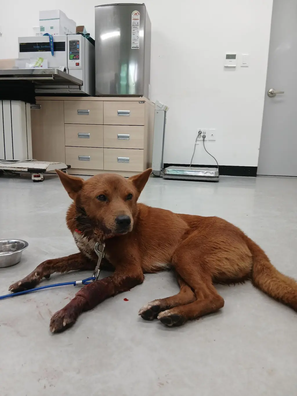 믹스견 보호중 사진