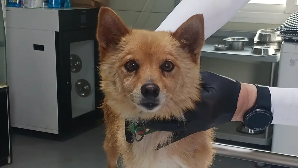 믹스견 보호중 사진