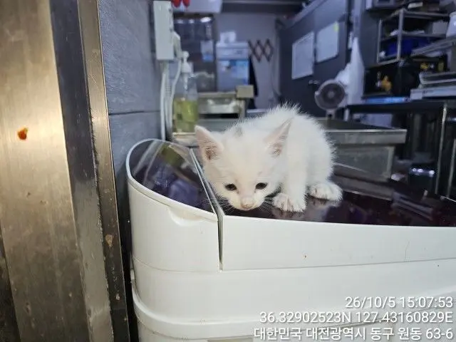 한국 고양이 보호중 사진