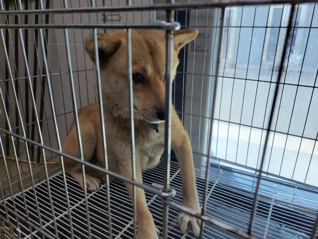 믹스견 보호중 사진