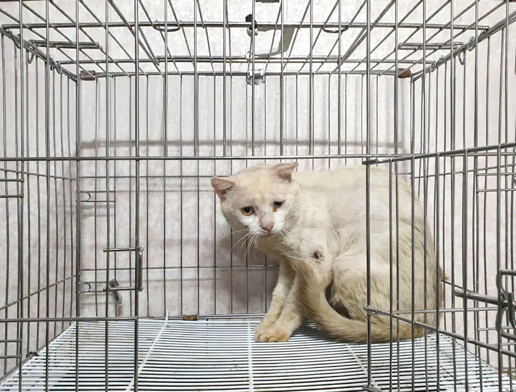 한국 고양이 보호중 사진