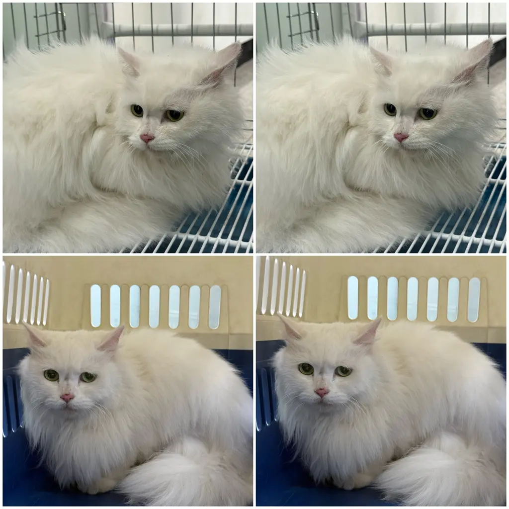 페르시안 보호중 사진