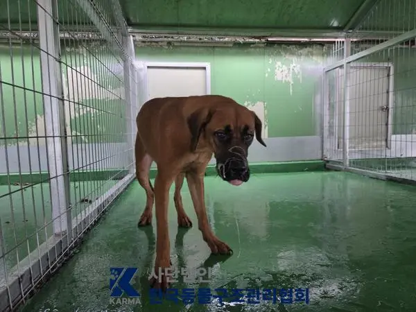 도사 보호중 사진