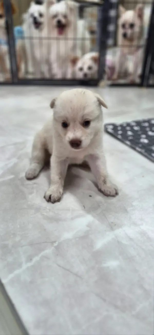 진도견 보호중 사진