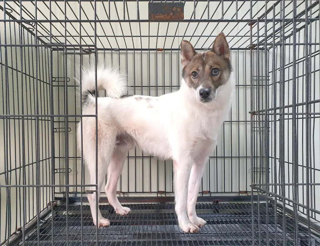 라이카 보호중 사진