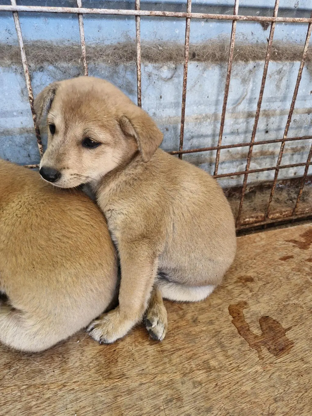 믹스견 보호중 사진