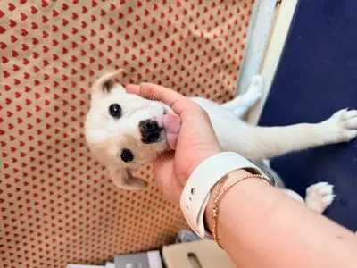 믹스견 보호중 사진