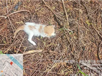 한국 고양이 보호중 사진