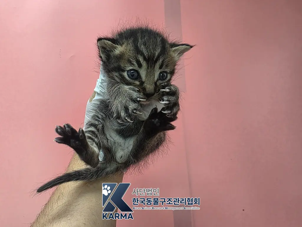 한국 고양이 보호중 사진