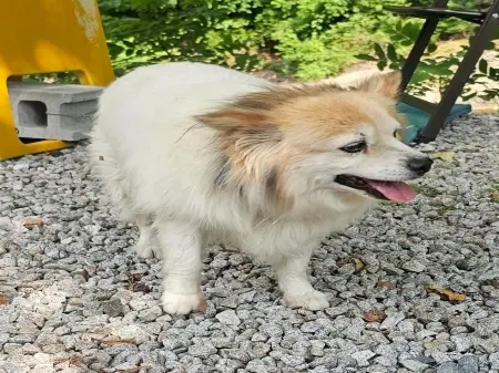 믹스견 보호중 사진