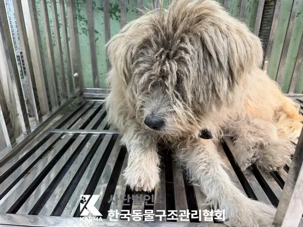 믹스견 보호중 사진