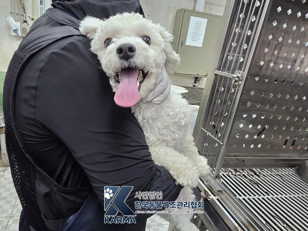 푸들 보호중 사진