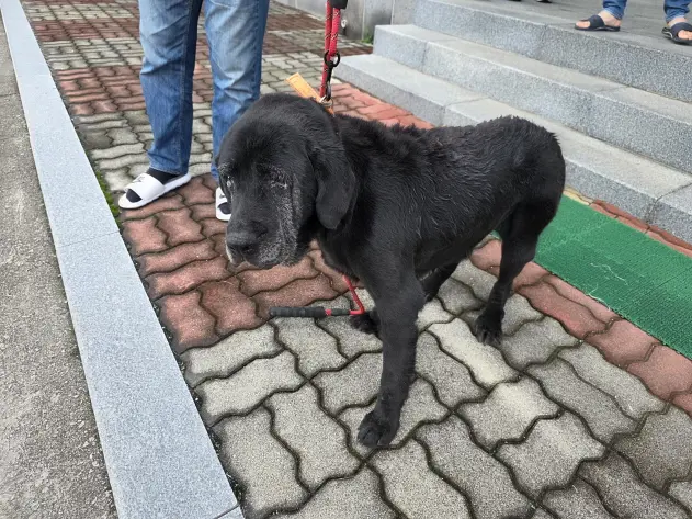 라브라도 리트리버 보호중 사진