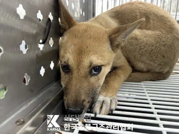 믹스견 보호중 사진