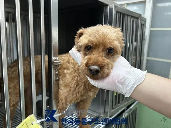 푸들 보호중 사진