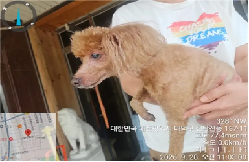 푸들 보호중 사진