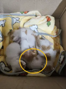 한국 고양이 보호중 사진