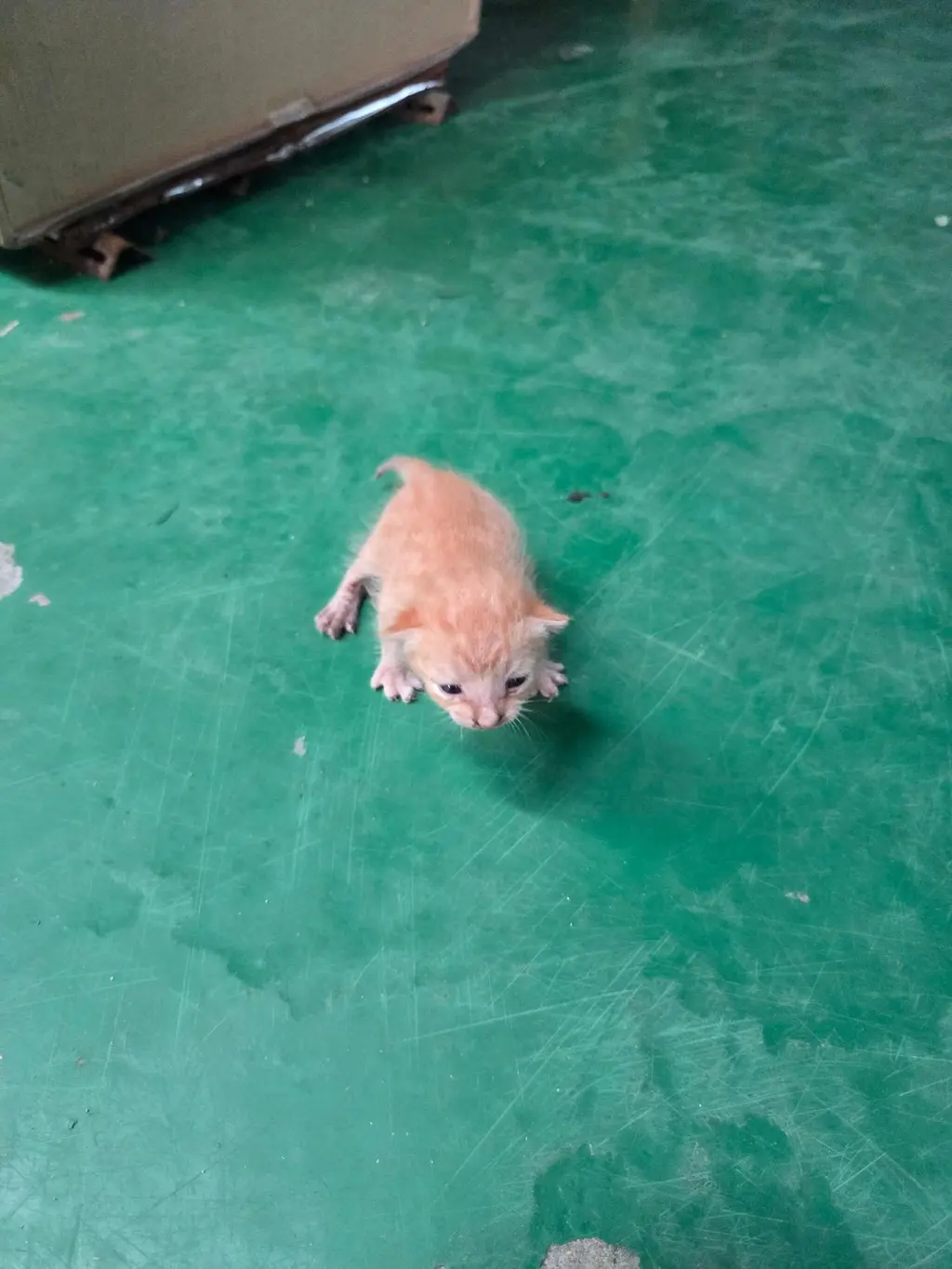 한국 고양이 보호중 사진