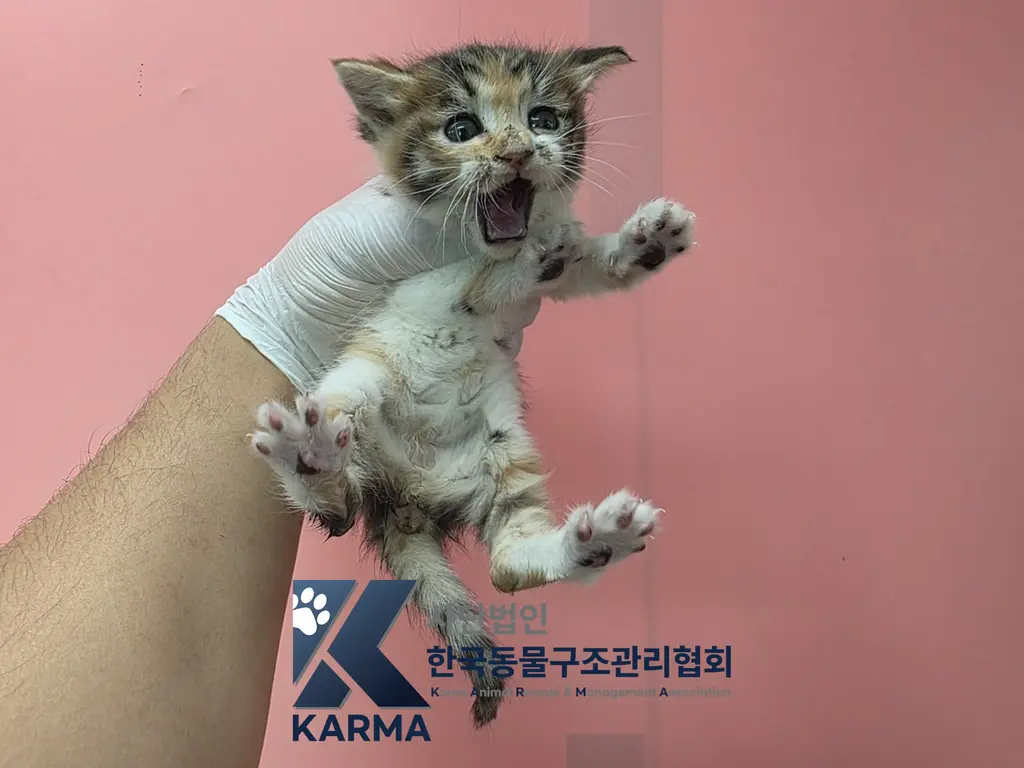 한국 고양이 보호중 사진