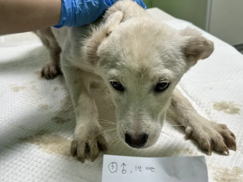 믹스견 보호중 사진