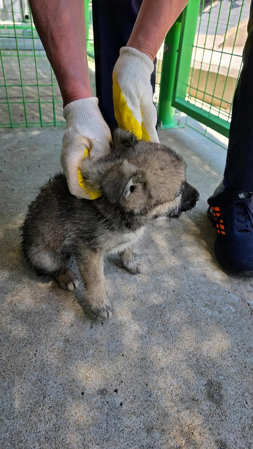 믹스견 보호중 사진