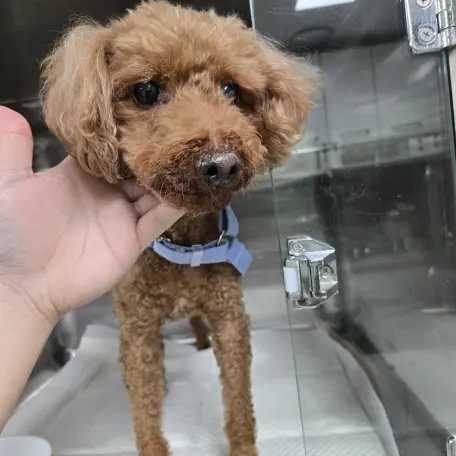 푸들 보호중 사진