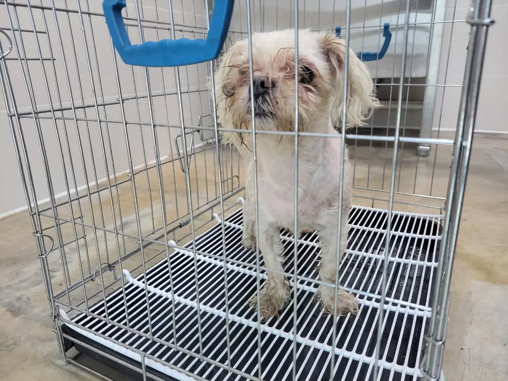 말티즈 보호중 사진