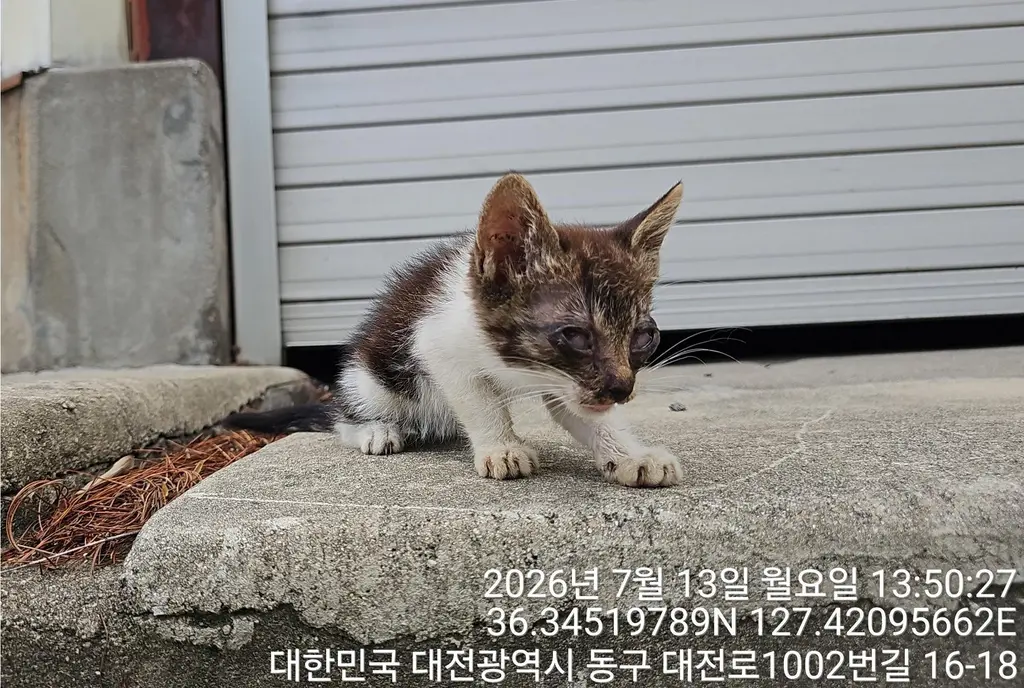 한국 고양이 보호중 사진