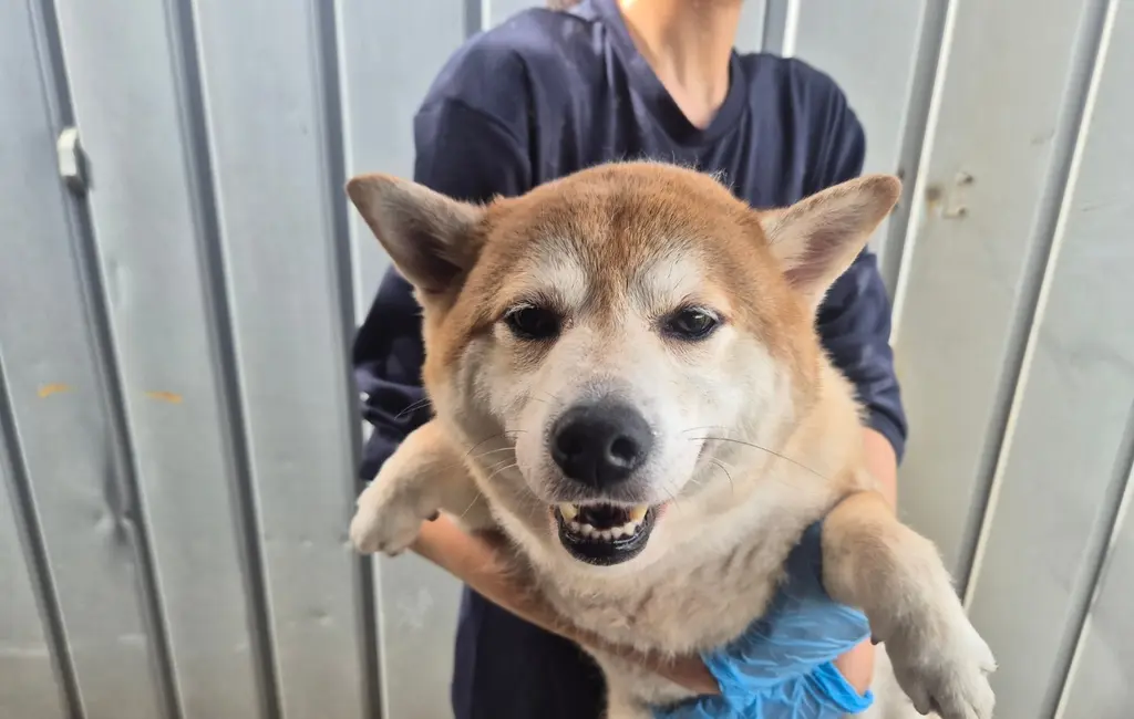 시바 보호중 사진