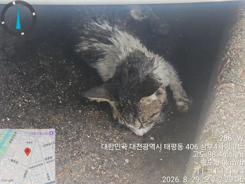 한국 고양이 보호중 사진