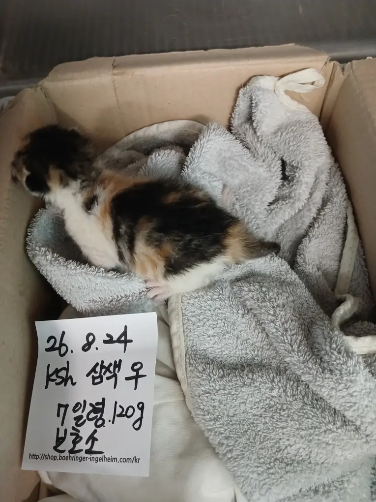 한국 고양이 보호중 사진