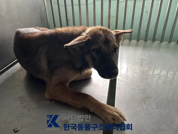 믹스견 보호중 사진