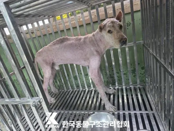 믹스견 보호중 사진