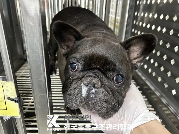 프렌치 불독 보호중 사진