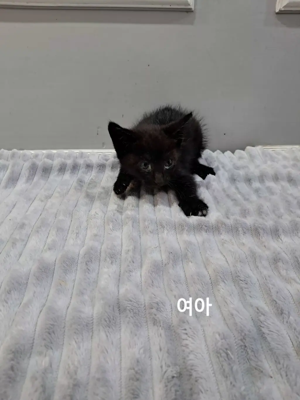 한국 고양이 보호중 사진