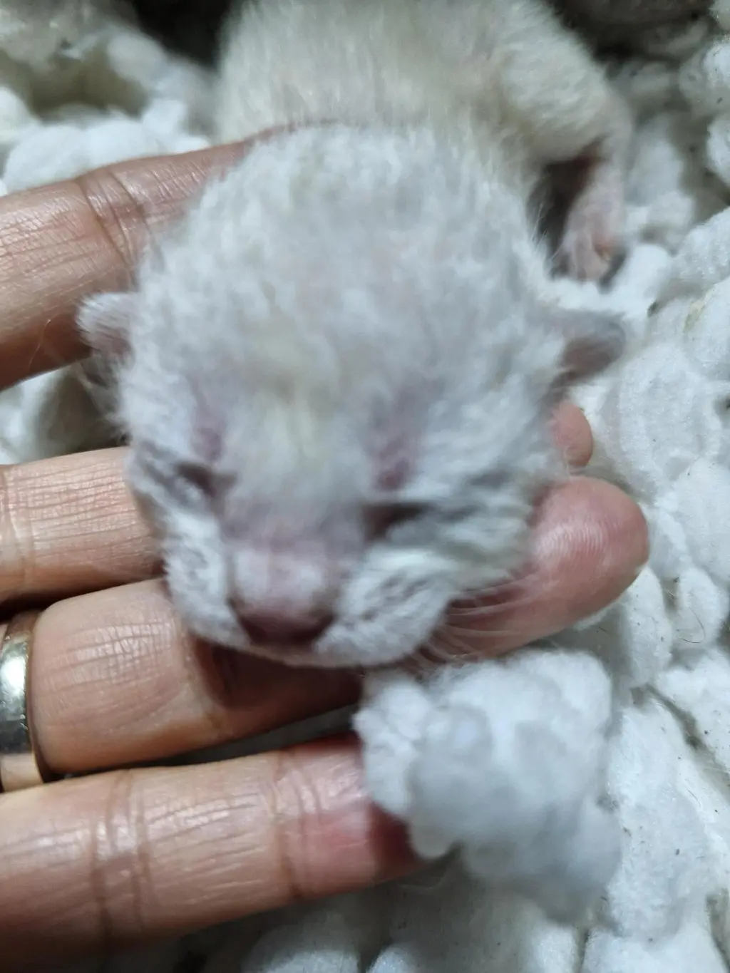 한국 고양이 보호중 사진