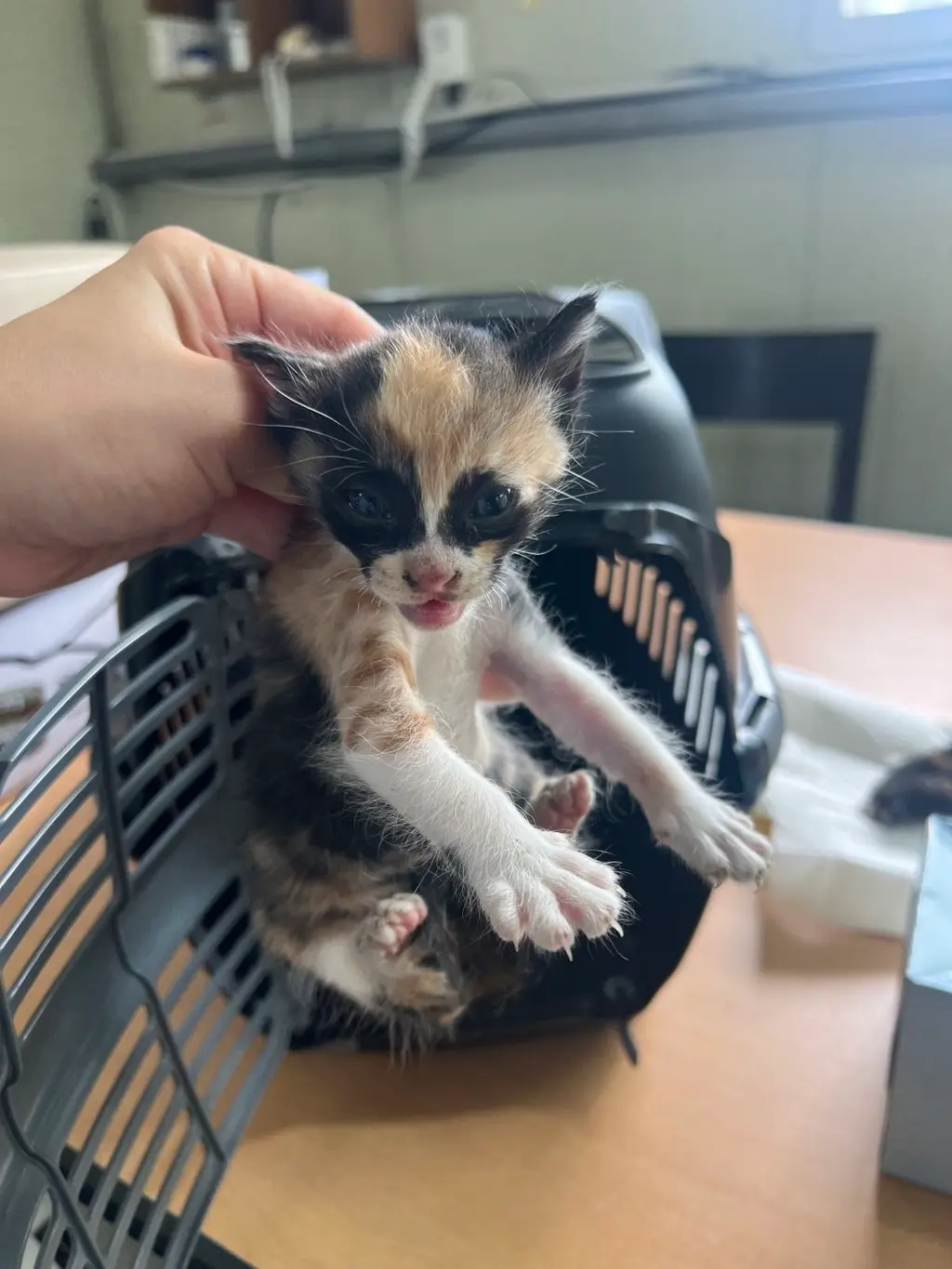 한국 고양이 보호중 사진