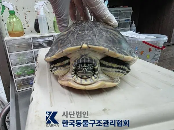 기타축종 보호중 사진