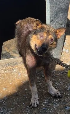믹스견 보호중 사진