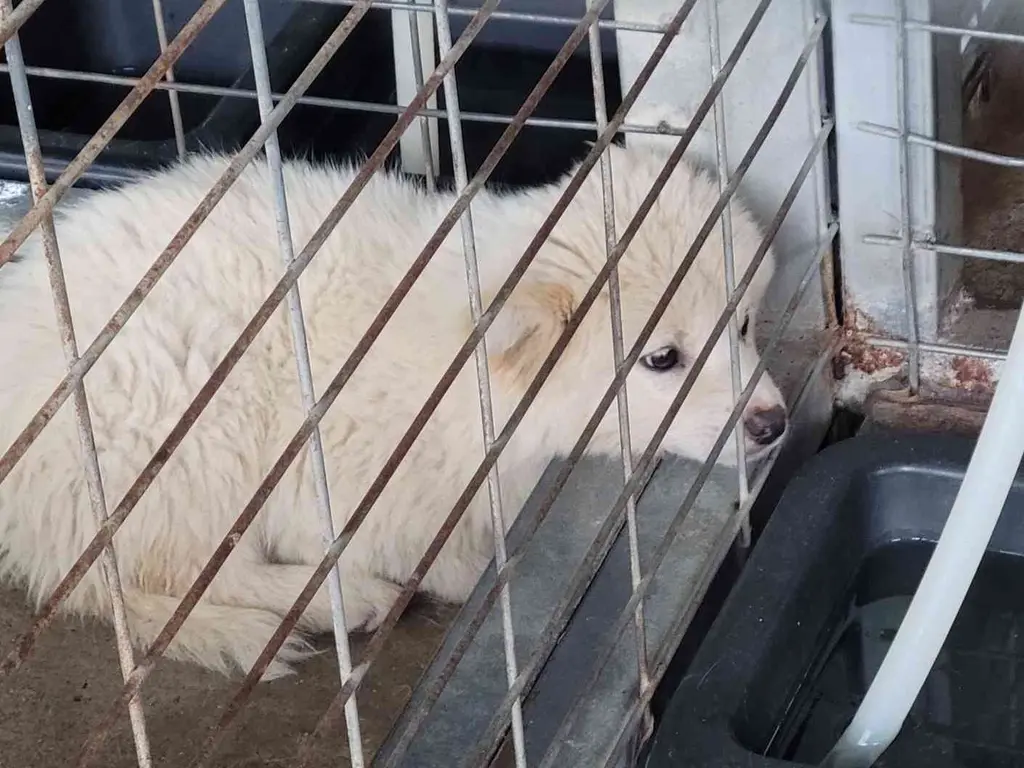 믹스견 보호중 사진