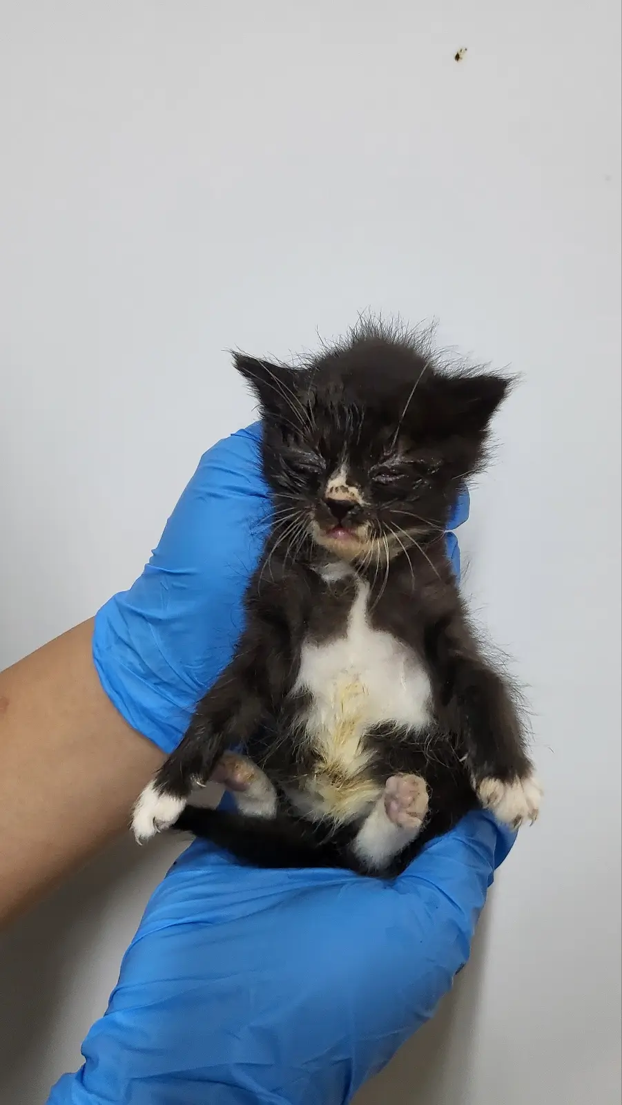 한국 고양이 보호중 사진
