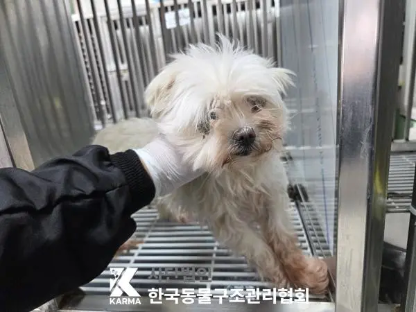 말티즈 보호중 사진