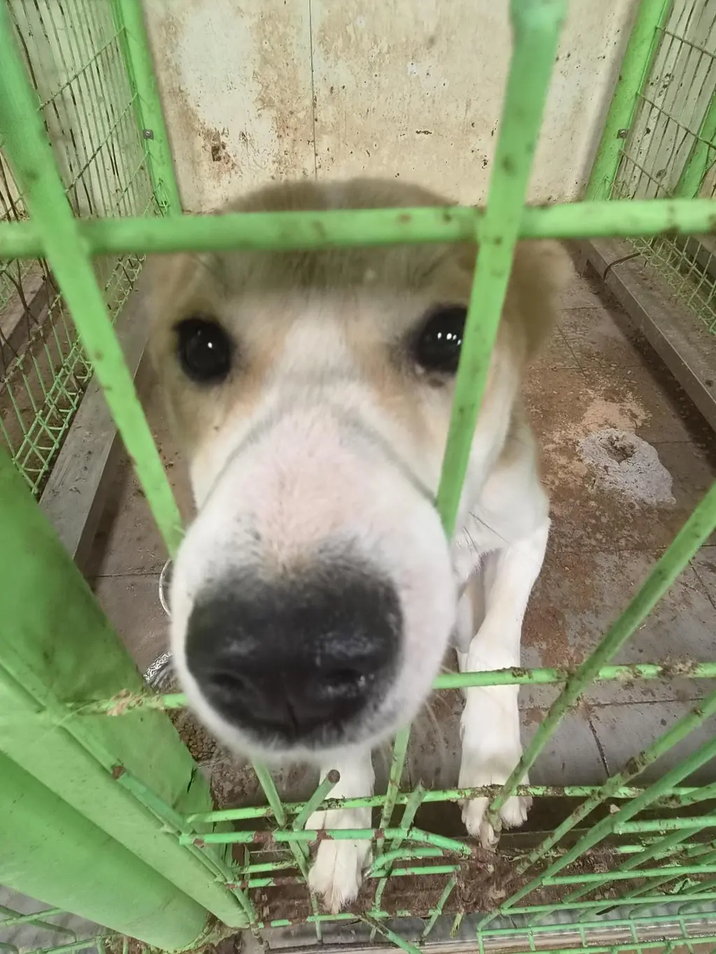 믹스견 보호중 사진