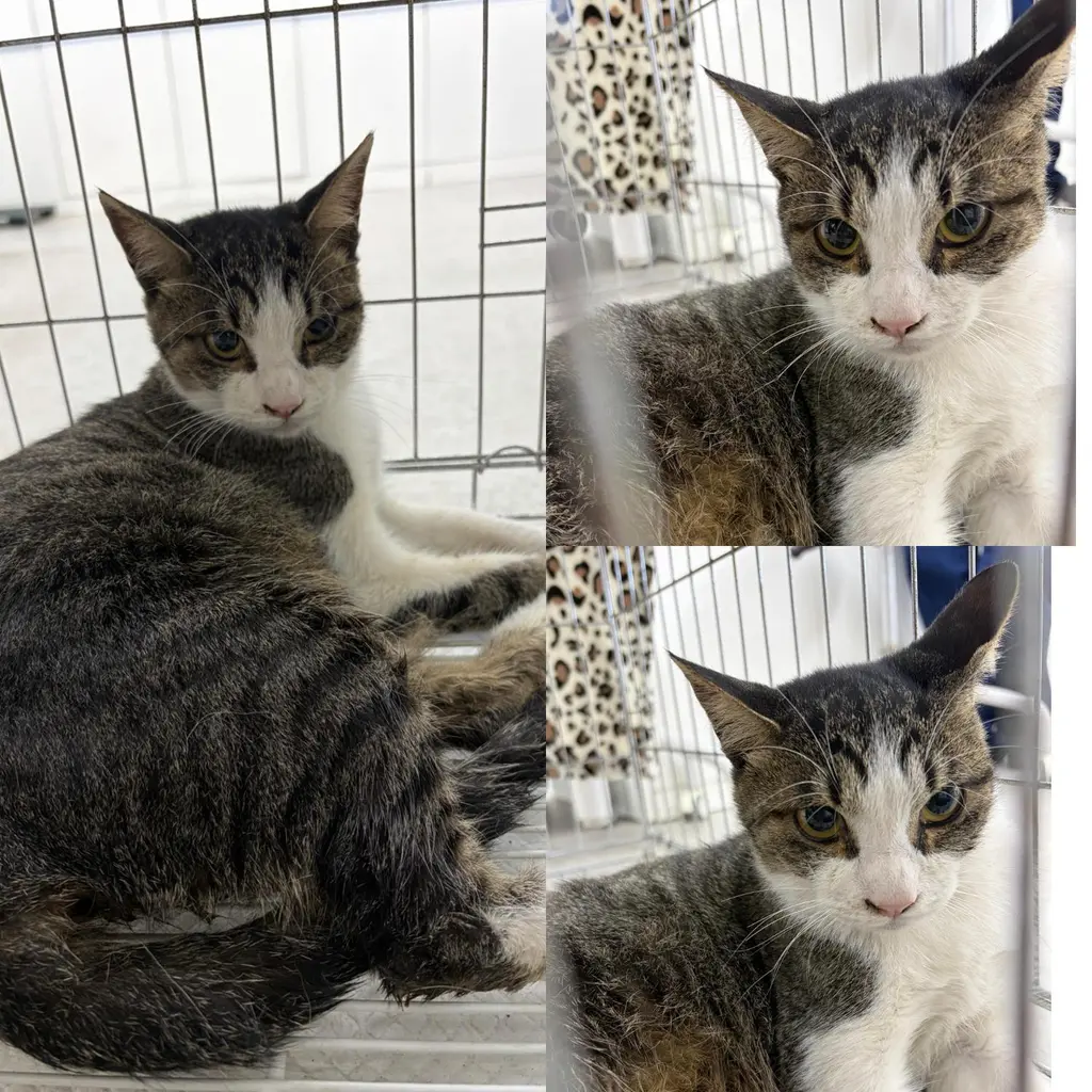 한국 고양이 보호중 사진