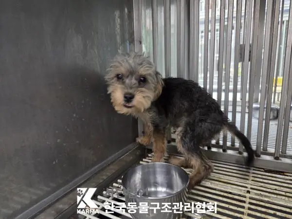 믹스견 보호중 사진