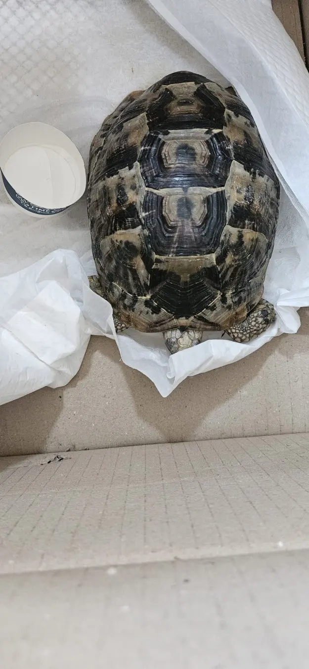 기타축종 보호중 사진
