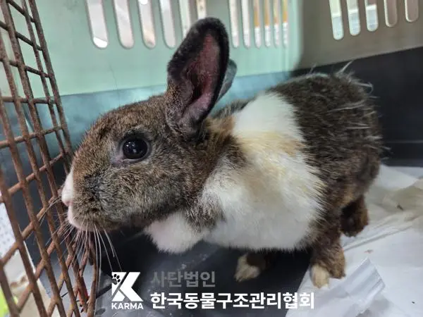 기타축종 보호중 사진