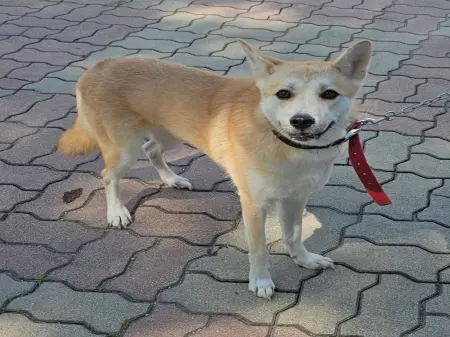 믹스견 보호중 사진