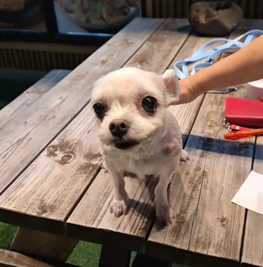 말티즈 보호중 사진