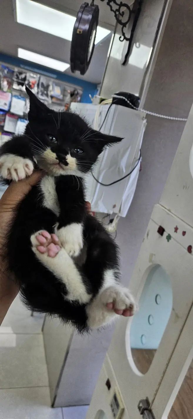 한국 고양이 보호중 사진